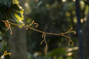 Glod rim lighting branch