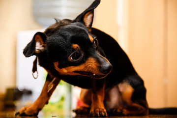 Chihuahua on the table