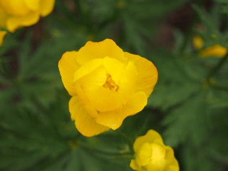Yellow buds globeflowers. Gardening. Flowering period.