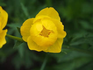 Yellow buds globeflowers. Gardening. Flowering period.