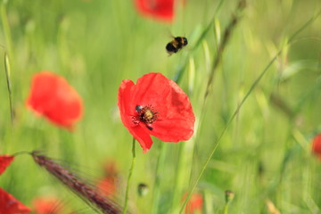 l'abeille et le coquelicot