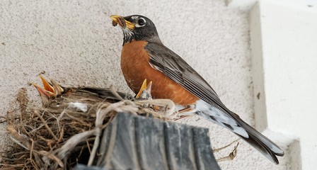 Mom robin with bug in mouth and 3 baby robins in nest