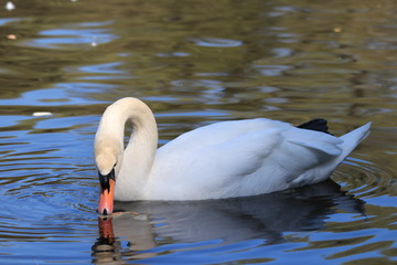 Санкт-Петербург