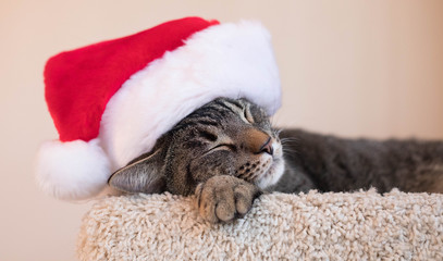 A sweet photo of a cat napping with a Santa hat.