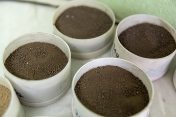 soil samples prepared for testing in a laboratory