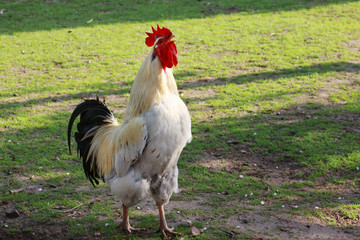 Ein Hahn kräht auf einem Bauernhof