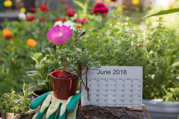 Calendar of the month June 2018 with lunar days is in a summer garden among flowers, pots, garden tools and new plants from a garden center. Concept: gardening.