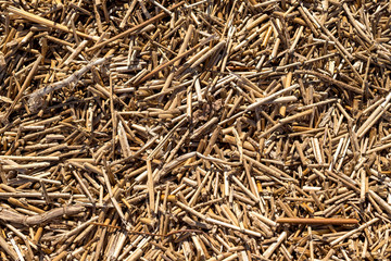 Dry reeds texture. Organic nature wallpaper of yellow cane.Dry straw. Reed pattern, dry plant texture