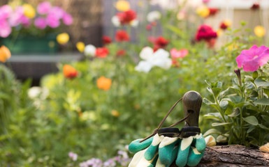 Garden tools, gloves and a new plant petunia from a garden center are in a beautiful garden around...