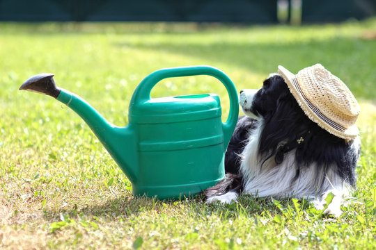 Dog with can and hat on the garden and farming