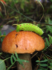 the green caterpillar crawls over the mushroom in the forest