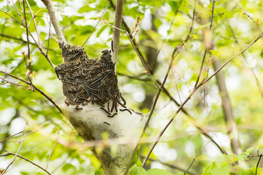 Tent Caterpillar