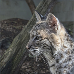 Naklejka na ściany i meble Young bobcat in captivity - close up