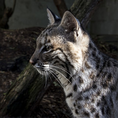 Young bobcat in captivity - close up