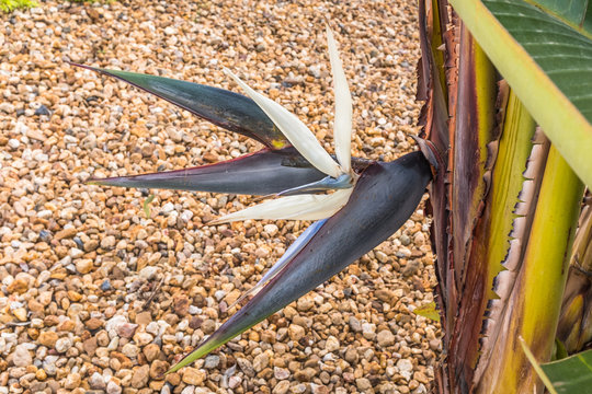 Strelitzia nicolai. Giant white Bird of Paradise flower