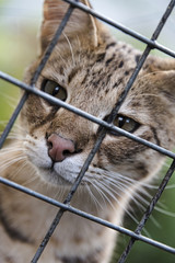 Savannah cat in captivity