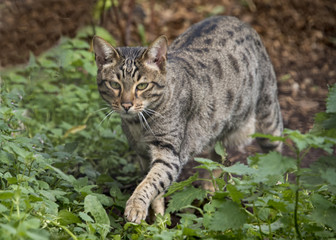Fototapeta na wymiar Savannah cat outside