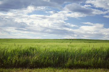 Fototapeta premium A summery field of wheat crop with shallow focus for background