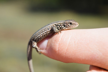 lizard sits on the finger of a man.
