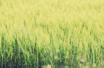 A summery field of wheat crop with shallow focus for background