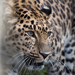 Amur leopard in captivity - close up