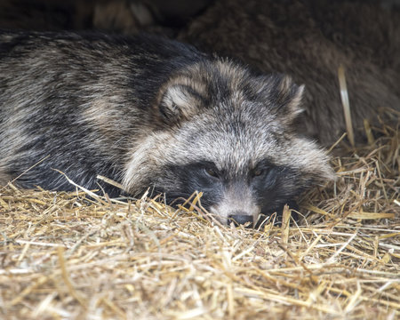 Racoon dog in captivity