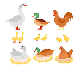 Vector illustration set of poultry, chicken, hen, cock and duck, goose on the nest with eggs in flat cartoon design.