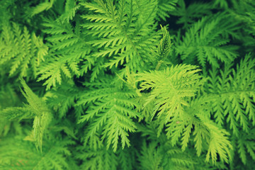 Textura verde de naturaleza en primavera 