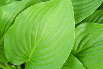 Obraz premium large tropical green foliage as a natural background