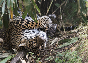 Female Jaguar in captivity - playful - closeup