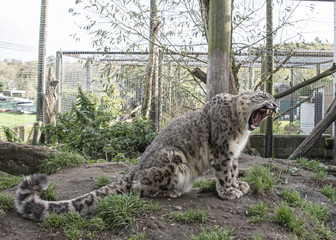 snow leopard in captivity © CharnwoodPhoto