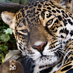 Naklejka na ściany i meble Female Jaguar in captivity