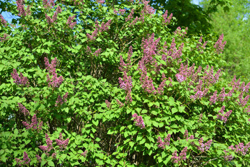 Fototapeta na wymiar Flowering lilac bush.