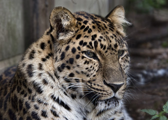 Amur leopard in captivity - close up