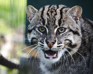 Fototapeta na wymiar Eurasian Wildcat in captivity - close up