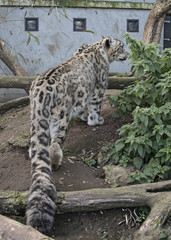 snow leopard in captivity