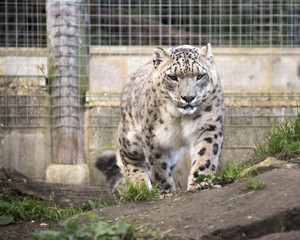 snow leopard in captivity