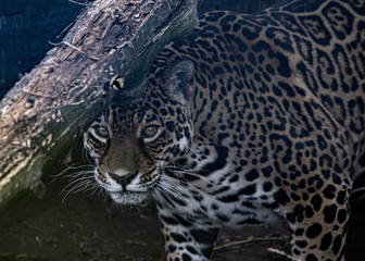 Female Jaguar in captivity