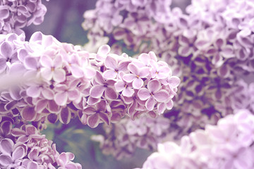 Bunch of lilac closeup. A blooming lilac garden. Spring floral background