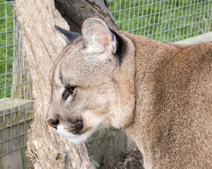 Puma in captivity - close up