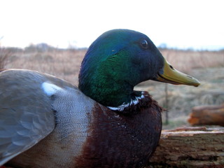 Male wild duck, in the plumage, mined during the spring hunting with the use of firearms and windmill.