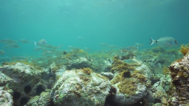 A shoal of fish with rocks underwater in the Mediterranean sea, Cote d'Azur, France

