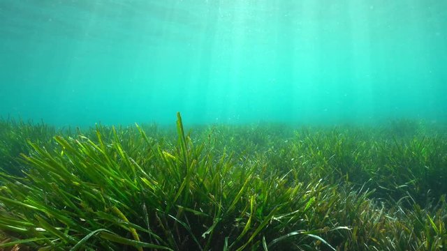 Underwater a grassy seabed with natural sunlight in the Mediterranean sea, Neptune grass Posidonia oceanica, Costa Brava, Catalonia, Spain
