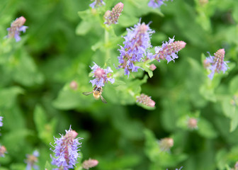 Wildbiene auf Salbei, Blume von oben, Biene beim Nektar sammeln