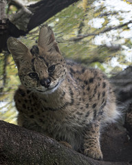 Serval in captivity - sitting in a tree