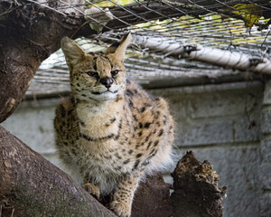 Serval in captivity - sitting in a tree