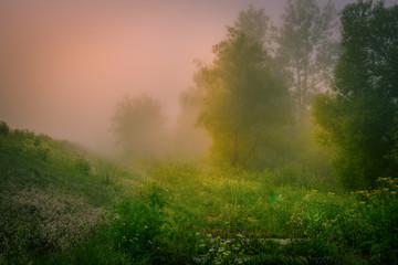 Fototapeta na wymiar Meadow in the Lublin region. Picture taken in the spring at sunrise on a misty meadow in one of the villages in the Lublin region.