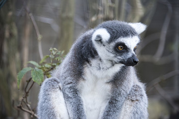 Obraz premium Ring tailed Lemur in captivity