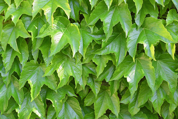 Fototapeta na wymiar green leaves walls texture as background