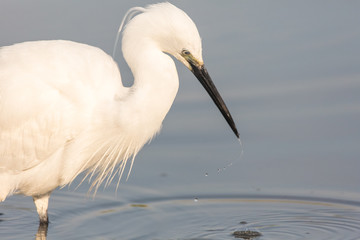 Portrait of a common egret (Egretta garzetta) in the water looking for food.